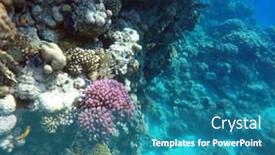  Presentation with egypt - Cool new slide deck with tropical-coral-reef-ecosystem backdrop and a teal colored foreground