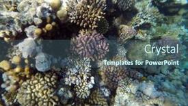  Presentation with coral reef - Colorful presentation theme enhanced with tropical-coral-reef-ecosystem backdrop and a ocean colored foreground