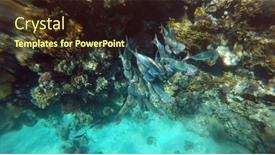  Presentation with coral reef - Slides having tropical-coral-reef-ecosystem background and a wine colored foreground