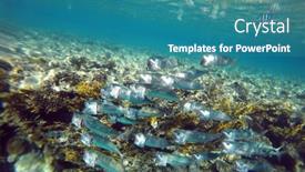  Presentation with coral reef - PPT layouts featuring tropical-coral-reef-ecosystem background and a teal colored foreground