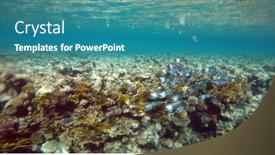  Presentation with coral reef - PPT theme enhanced with tropical-coral-reef-ecosystem background and a teal colored foreground