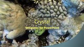  Presentation with coral reef - Amazing theme having tropical-coral-reef-ecosystem backdrop and a violet colored foreground