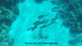  Presentation with tropical reef fish - Presentation consisting of tropical-coral-reef-with-diversity background and a cyan colored foreground