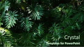  Presentation with tropical - Presentation theme with tropical-creepers-big-tropical-plant background and a tawny brown colored foreground