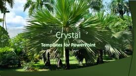  Presentation with palm leaves - PPT theme featuring tropical-fan-leaves-tropical-tree background and a tawny brown colored foreground