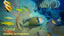  Presentation with tropical reef fish - Audience pleasing presentation design consisting of coral reef on red sea backdrop and a tawny brown colored foreground