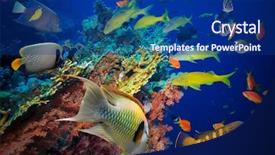  Presentation with tropical reef fish - Presentation design enhanced with tropical fish and coral reef background and a navy blue colored foreground