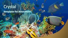  Presentation with tropical reef fish - Cool new presentation theme with tropical fish and coral reef backdrop and a ocean colored foreground
