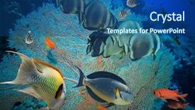  Presentation with tropical reef fish - Audience pleasing presentation theme consisting of tropical fish and coral reef backdrop and a ocean colored foreground