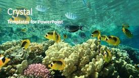  Presentation with tropical reef fish - Colorful PPT layouts enhanced with valencia san juan de la cruz church in poeta querol street at spain backdrop and a coral colored foreground