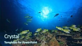  Presentation with tropical reef fish - PPT layouts enhanced with tropical fish and coral snapper background and a  colored foreground