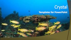  Presentation with coral - Cool new PPT theme with tropical fish and coral snapper backdrop and a light gray colored foreground