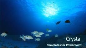  Presentation with tropical reef fish - Audience pleasing theme consisting of tropical fish and coral snapper backdrop and a ocean colored foreground
