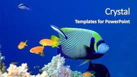  Presentation with tropical - Audience pleasing PPT theme consisting of tropical fish angelfish red sea backdrop and a dark gray colored foreground