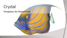  Presentation with blue water splash isolated - Colorful slides enhanced with tropical fish blue-ringed angelfish backdrop and a white colored foreground