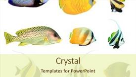  Presentation with tropical - Amazing slide deck having tropical fish collection isolated emperor backdrop and a soft green colored foreground