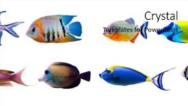  Presentation with fish - PPT layouts enhanced with tropical fish collection isolated background and a arctic colored foreground