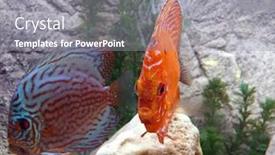  Presentation with tropical reef fish - PPT theme consisting of tropical-fish-coral-red-blue background and a gray colored foreground