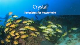  Presentation with divers - Amazing presentation theme having tropical fish coral reef and scuba divers underwater in sea ocean backdrop and a teal colored foreground