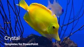  Presentation with fish aquarium - Presentation theme featuring tropical fish in aquarium background and a  colored foreground