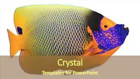  Presentation with face mask - PPT theme featuring tropical fish isolated blue-face background and a tawny brown colored foreground