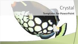  Presentation with fish shumay - Amazing presentation design having tropical fish isolated clown triggerfish backdrop and a white colored foreground