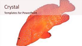  Presentation with grouper - PPT theme featuring tropical fish isolated coral trout background and a lemonade colored foreground