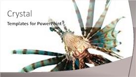  Presentation with tropical - Cool new presentation with tropical-fish-isolated-lionfish backdrop and a white colored foreground