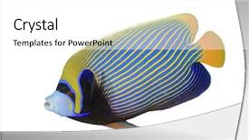  Presentation with tropical - Slide deck consisting of tropical fish isolated on white background and a white colored foreground