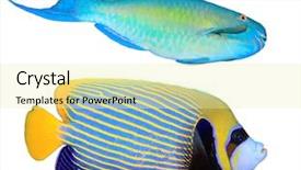  Presentation with scroll paper isolated on white - Colorful presentation design enhanced with tropical fish isolated on white backdrop and a blonde colored foreground