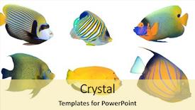  Presentation with fish - Theme featuring tropical fish isolated on white background and a blonde colored foreground