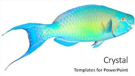  Presentation with fish netting pollution - Amazing presentation theme having tropical fish isolated parrotfish backdrop and a white colored foreground