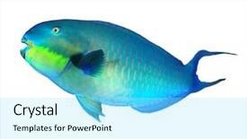 Presentation with tropical - Beautiful slide deck featuring tropical fish isolated parrotfish backdrop and a arctic colored foreground