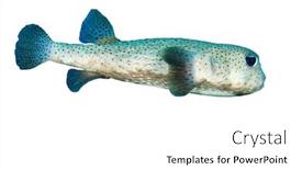  Presentation with quality of fish feeds - Presentation enhanced with tropical fish isolated porcupinefish background and a white colored foreground