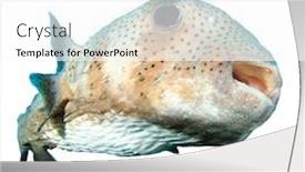 Presentation with tropical - Beautiful presentation featuring tropical fish isolated porcupinefish backdrop and a white colored foreground