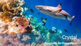  Presentation with tropical reef fish - Presentation theme enhanced with tropical fish maldives indian ocean background and a ocean colored foreground