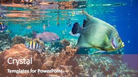  Presentation with tropical reef fish - Audience pleasing slide deck consisting of tropical fish maldives indian ocean backdrop and a violet colored foreground