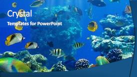  Presentation with tropical reef fish - Cool new presentation theme with  backdrop and a  colored foreground.