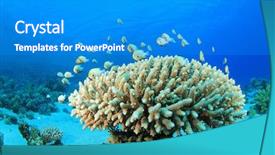  Presentation with tropical reef fish - Colorful PPT theme enhanced with tropical fish on coral reef bluegreen chromis and acropora coral backdrop and a teal colored foreground