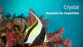  Presentation with tropical reef fish - PPT theme featuring tropical-fish-on-coral-reef background and a teal colored foreground