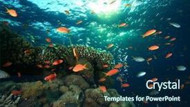  Presentation with tropical reef fish - Audience pleasing PPT theme consisting of tropical fish on coral reef in sunlight backdrop and a navy blue colored foreground