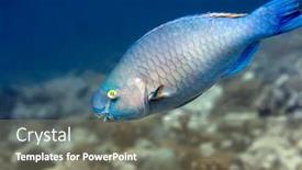  Presentation with fish ocean - Audience pleasing presentation consisting of tropical-fish-parrotfish-underwater backdrop and a gray colored foreground