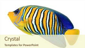  Presentation with fish - Audience pleasing PPT layouts consisting of tropical fish regal angelfish isolated backdrop and a cream colored foreground