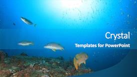  Presentation with tropical reef fish - Slide deck enhanced with tropical fish sea ocean underwater background and a teal colored foreground