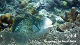  Presentation with fish ocean - PPT theme enhanced with tropical-fish-triggerfish-maldives-indian background and a gray colored foreground