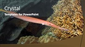  Presentation with fish ocean - Presentation theme consisting of tropical-fish-trumpet-fish-underwater background and a dark gray colored foreground