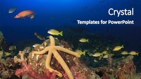  Presentation with tropical reef fish - Slide set with tropical fish underwater in sea background and a ocean colored foreground