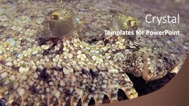  Presentation with peacock - Theme featuring tropical-flat-peacock-flounder-rests background and a gray colored foreground