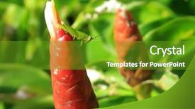 Presentation with tropical flowers close up - PPT layouts consisting of tropical flower and green grasshopper background and a tawny brown colored foreground
