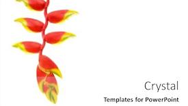  Presentation with tropical - Amazing slides having tropical-flower-closeup-for-over backdrop and a white colored foreground